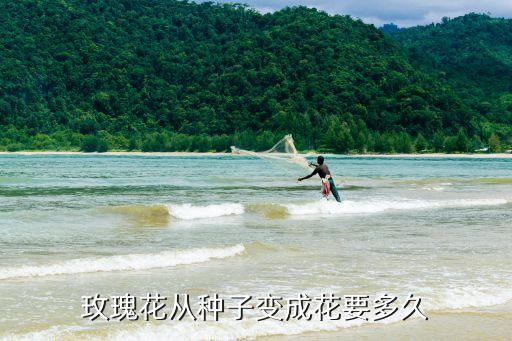 醒花要多久，玫瑰需要几天发芽