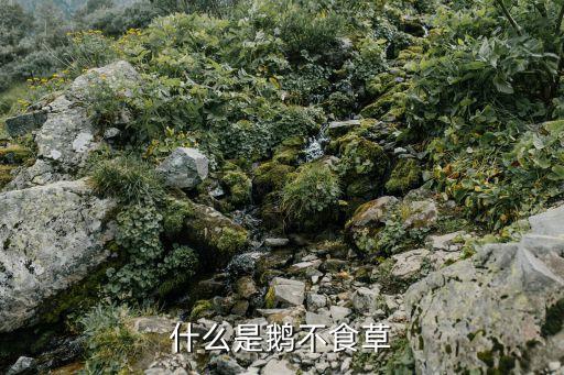 什么是鹅不食草