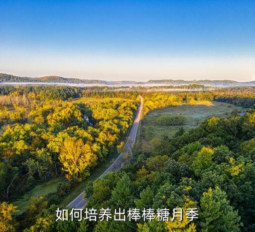 棒棒糖月季，东北什么季节适合嫁接棒棒糖树月季