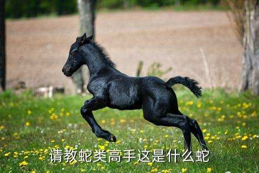 紫灰锦蛇，这是什么蛇