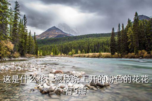 马松子，请问这种开粉红5瓣花的植物名