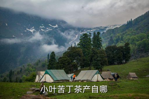 苦丁茶产地，小叶苦丁茶产自哪