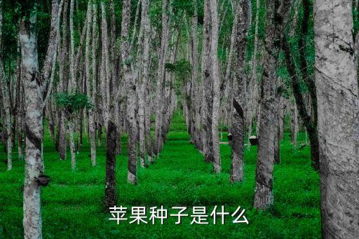 苹果种子，苹果的种子是什么