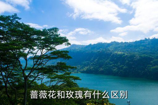 蔷薇是什么，蔷薇花当年从根部出的新芽开花吗