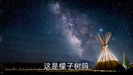 这是檬子树吗
