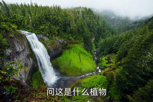 问这是什么植物