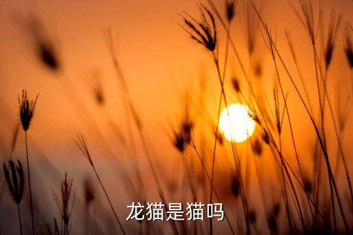 龙猫是猫吗