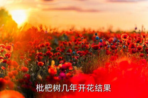 枇杷树几年开花结果