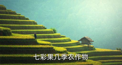 七彩果，七彩果共有几季