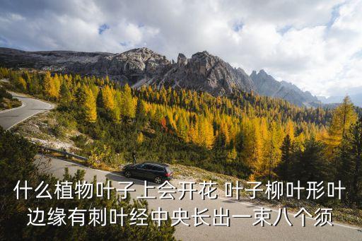 什么植物叶子上会开花 叶子柳叶形叶边缘有刺叶经中央长出一束八个须