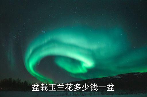 兰花的价格，盆栽玉兰花多少钱一盆