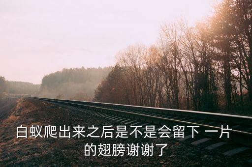 白蚁有翅膀吗，白蚁会飞吗