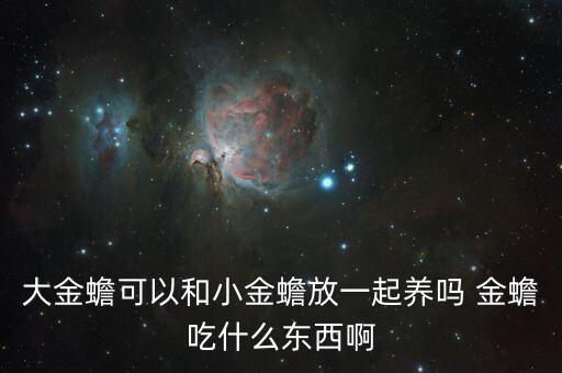 大金蟾可以和小金蟾放一起养吗 金蟾吃什么东西啊
