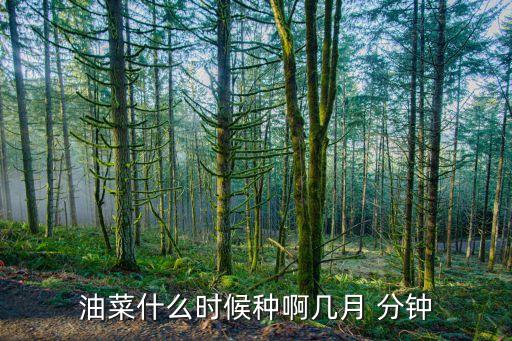 油菜什么时候播种，油菜花甚么时候播种