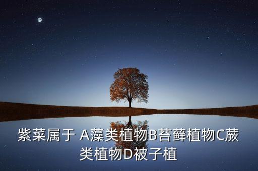 紫菜属于哪种藻类，介绍一下紫菜