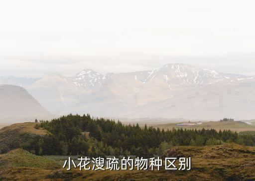 小花溲疏的物种区别