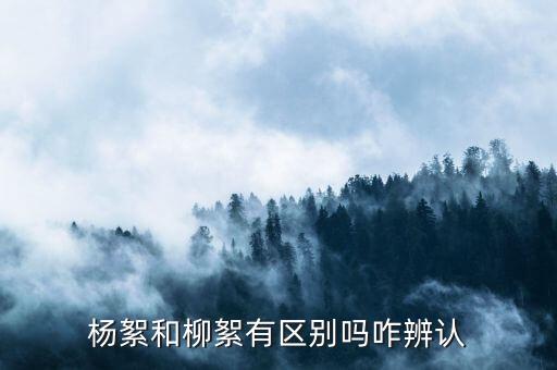 杨絮和柳絮有区别吗咋辨认