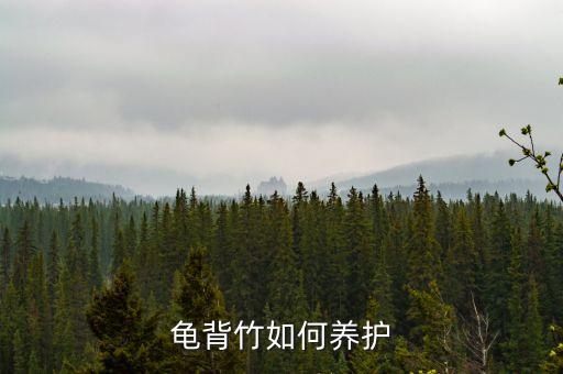 龟背竹，龟背竹如何养护