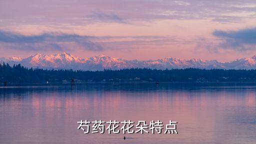 芍花，芍药是牡丹芍药别称是什么