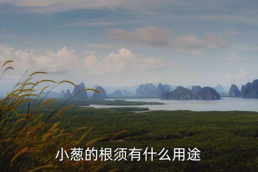 根须，成熟区的根须有什么用