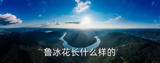鲁冰花，鲁冰花是什么花