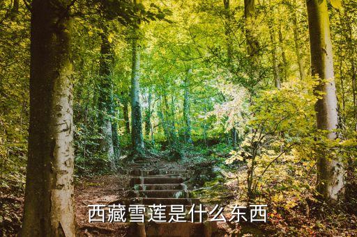 西藏雪莲花，西藏雪莲是什么东西