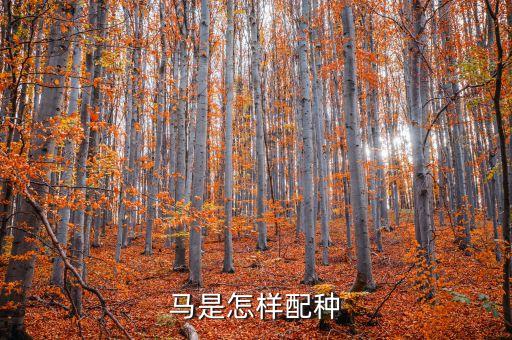 马儿配种，马的繁殖方式