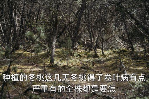 种植的冬桃这几天冬桃得了卷叶病有点严重有的全株都是要怎