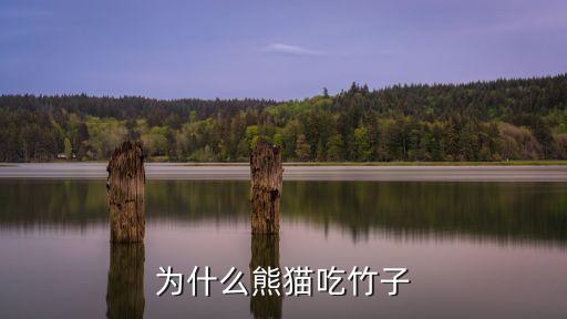 熊猫为什么吃竹子，熊猫为什么爱吃竹子