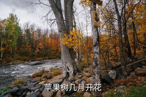 苹果树几月开花，苹果树几月开花