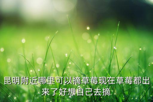 采草莓，昆明哪里摘草莓