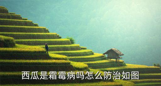 西瓜是霜霉病吗怎么防治如图