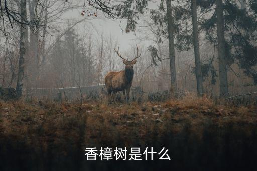 香樟树是什么