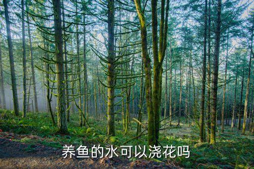 养鱼的水可以浇花吗