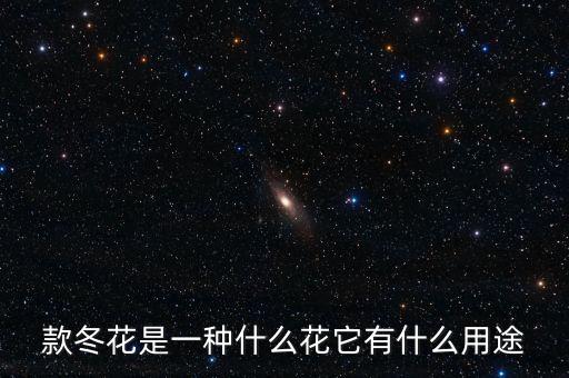 款冬花是一种什么花它有什么用途