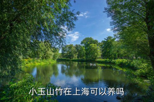 小玉山竹在上海可以养吗