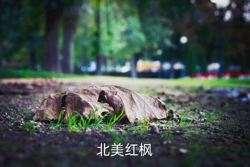 北美红枫