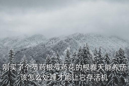 芍药花根怎么种植，求芍药的种植方法