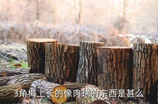 3角梅上长的像肉球的东西是甚么
