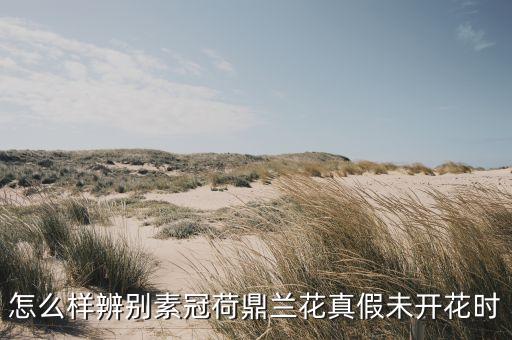 素冠荷鼎兰花图片，怎么样辨别素冠荷鼎兰花真假未开花时
