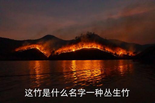 丛生竹，丛生竹开花怎么治