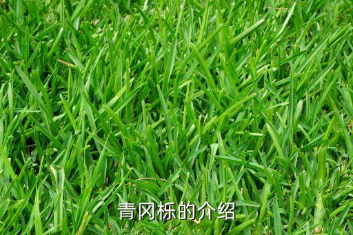 青冈栎，青冈栎的介绍