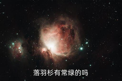 落羽杉有常绿的吗