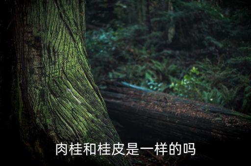 肉桂和桂皮是一样的吗