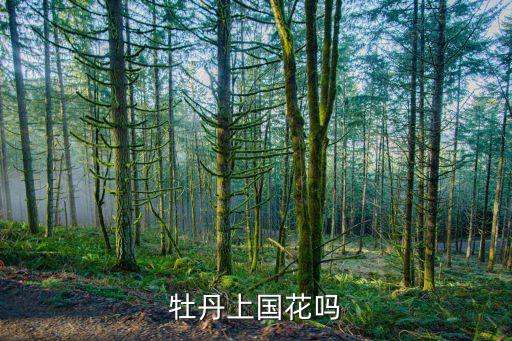 牡丹上国花吗