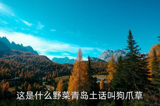 这是什么野菜青岛土话叫狗爪草