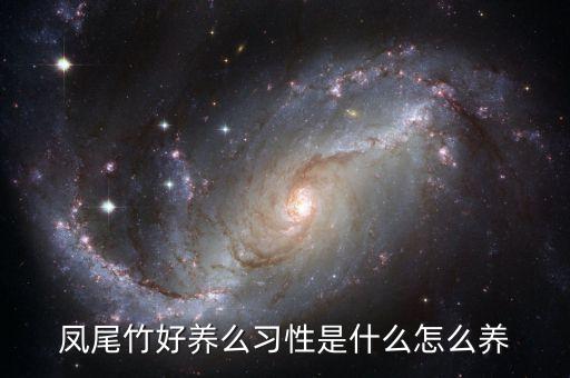风尾竹，凤尾竹的养法