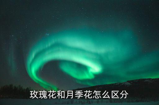 玫瑰花和月季花怎么区分