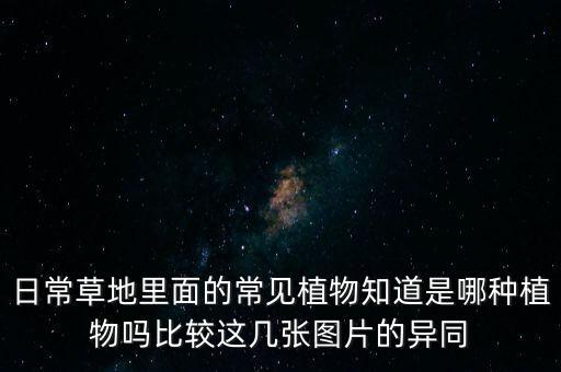 日常草地里面的常见植物知道是哪种植物吗比较这几张图片的异同