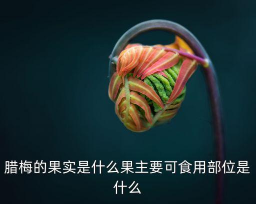 腊梅的果实是什么果主要可食用部位是什么